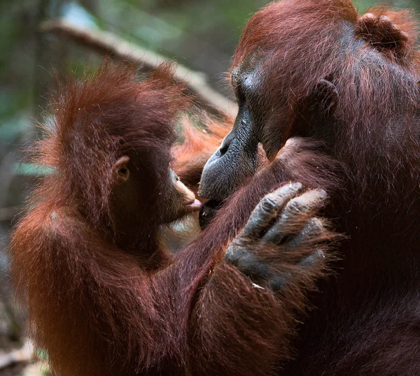 Orangutan con un cucciolo — Foto Stock