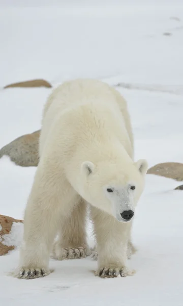 Urso polar — Fotografia de Stock