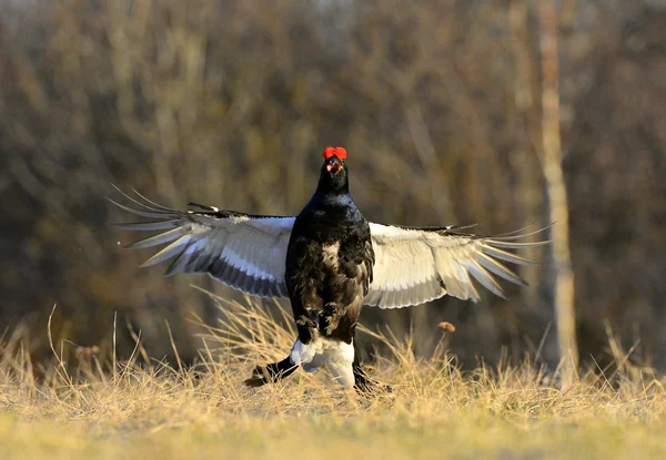 Lekking Black Grouse ( Lyrurus tetrix). — Stock Photo, Image