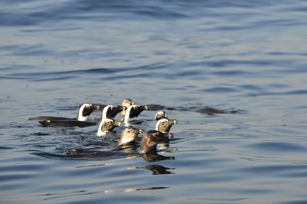 Simning pingviner — Stockfoto