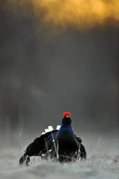 Lekking Black Grouse ( Lyrurus tetrix). — Stock Photo, Image