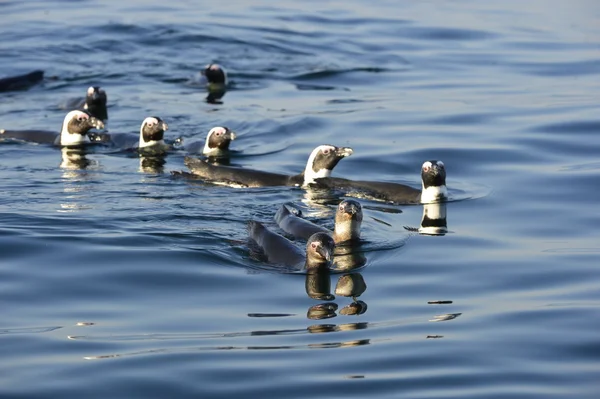 Πιγκουΐνοι κολύμπι — Φωτογραφία Αρχείου