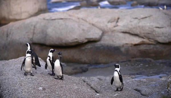 Africké Penguins (Spheniscus Demersus) — Stock fotografie