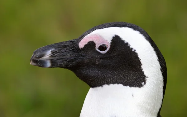Portrait of African penguin — Stock Photo, Image