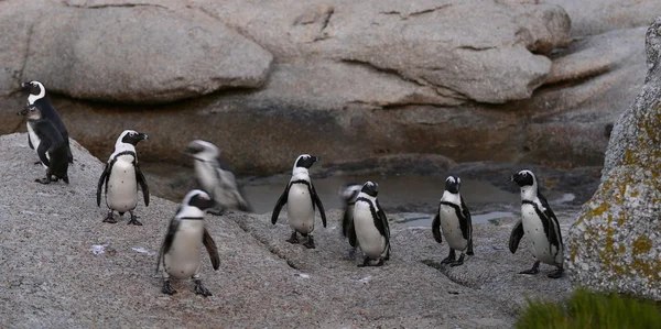Afrikanska pingviner (Spheniscus Demersus) — Stockfoto