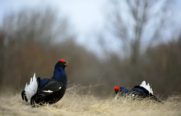 Lekking Black Grouses ( Lyrurus tetrix). — Stock Photo, Image