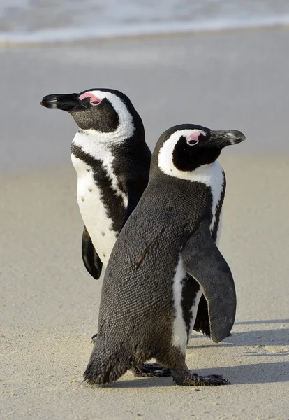Walking African penguins — Stock Photo, Image