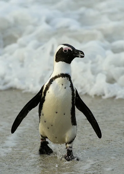 Walking African penguin — Stock Photo, Image