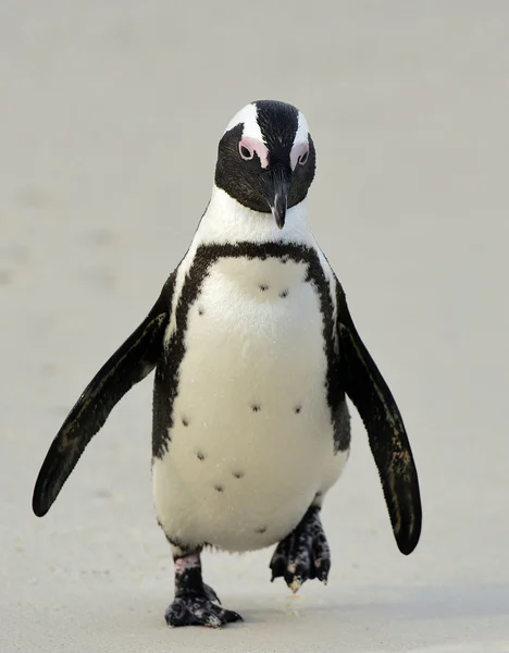 Chodící tučňák brýlový — Stock fotografie