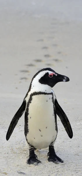 Afrikaanse pinguïn met voetafdrukken wandelen — Stockfoto