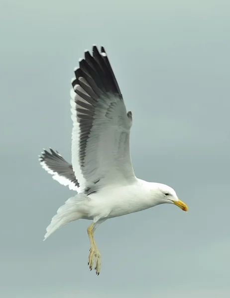 Flying kelp gull — Stock Photo, Image