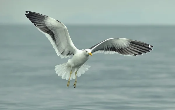 Flying kelp gull — Stock Photo, Image