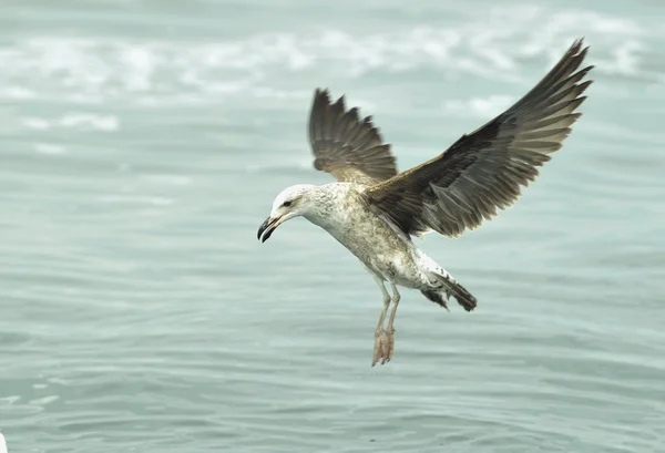 Που φέρουν kelp Γλάρος (Larus dominicanus), μαύρο υποστηρίζεται Kelp Γλάρος. — Φωτογραφία Αρχείου