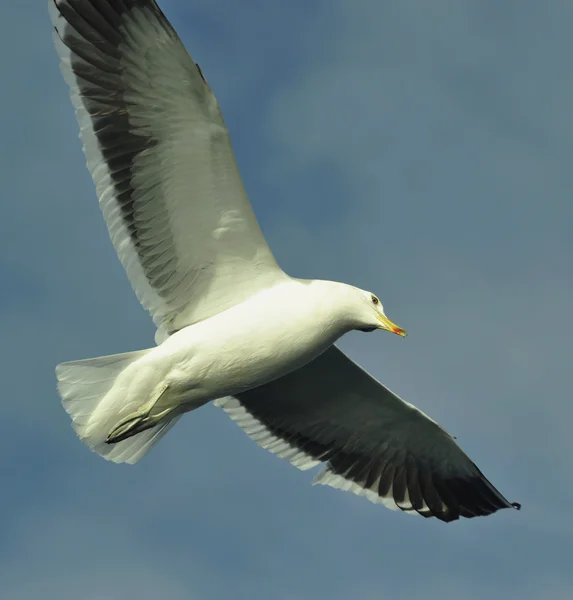 Flying kelp gull — Stock Photo, Image