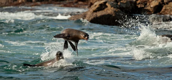 Seals jumping out of water . — 图库照片