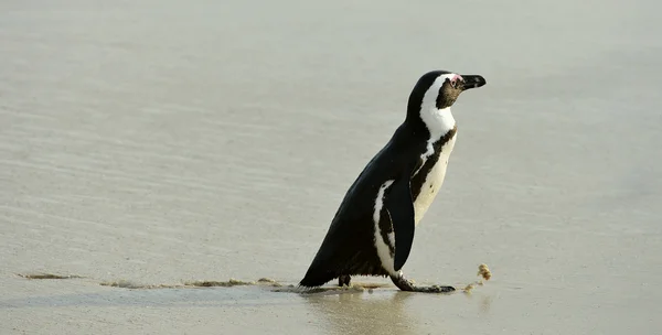 Pingüino africano andante — Foto de Stock