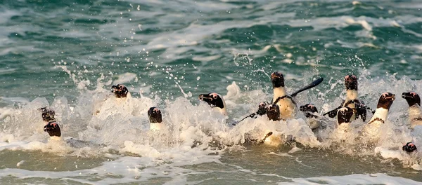 Swimming penguins (Spheniscus demersus) — Stock Photo, Image