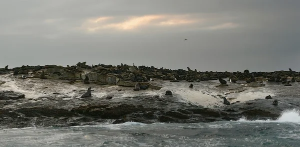 Robbeninsel in falscher Bucht — Stockfoto