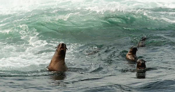 Phoques nageant dans l'océan  . — Photo