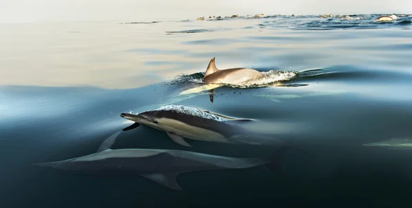 Dolfijnen, zwemmen in de Oceaan — Stockfoto