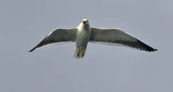 Goéland argenté (Larus dominicanus) ) — Photo