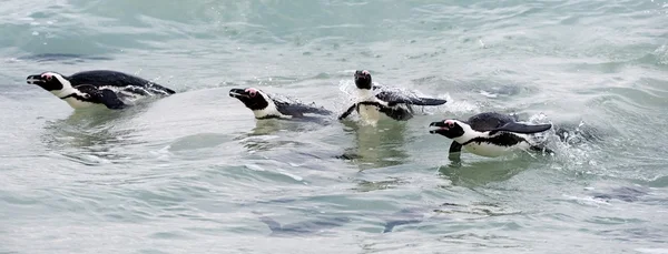Swimming penguins. — Stock Photo, Image