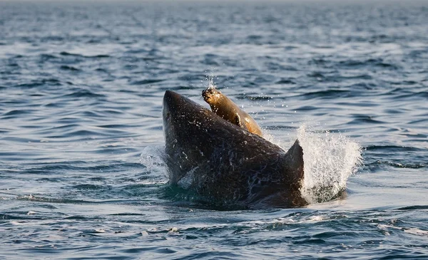 Great White Shark — Stock Photo, Image