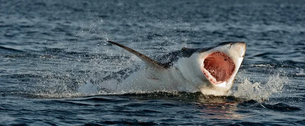 Great White Shark — Stock Photo, Image