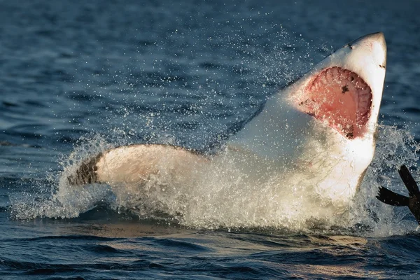 Great White Shark — Stock Photo, Image