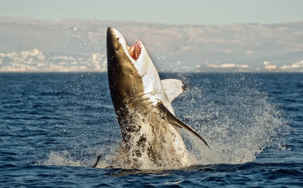 Gran tiburón blanco — Foto de Stock