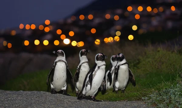 Africké tučňáků v soumraku. — Stock fotografie