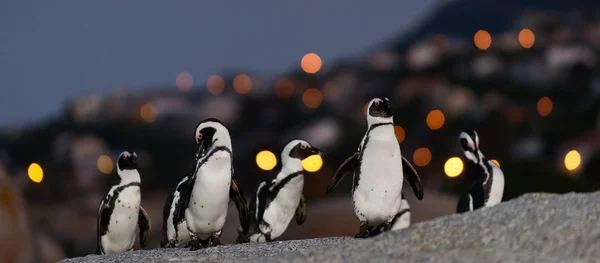 De afrikanska Pingvinerna i twilight. — Stockfoto