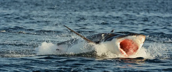 Nagy fehér cápa — Stock Fotó