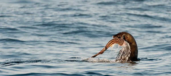 Manger des otaries à fourrure — Photo