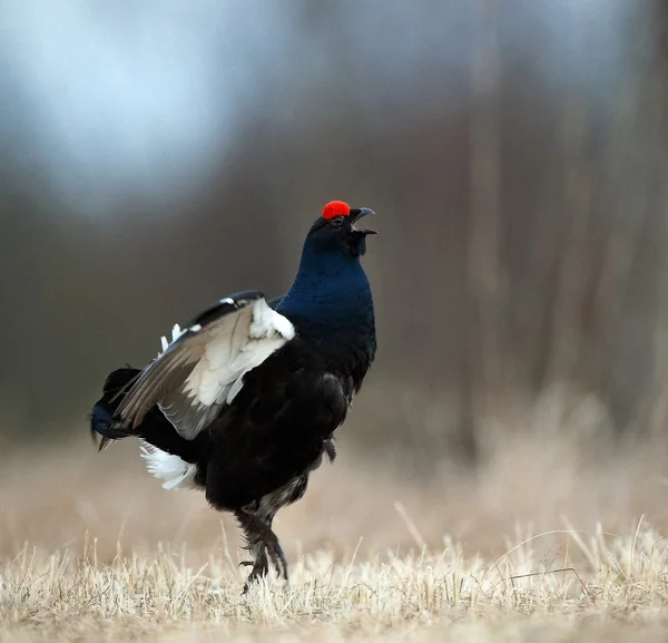 Precioso lekking negro urogallo — Foto de Stock