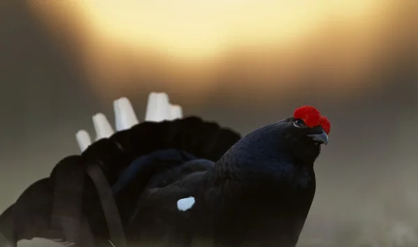 Gyönyörű lekking nyírfajd — Stock Fotó