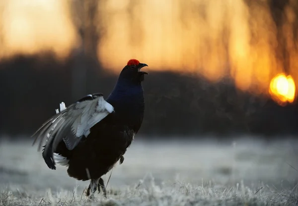 Fastuos lekking negru grouse — Fotografie, imagine de stoc