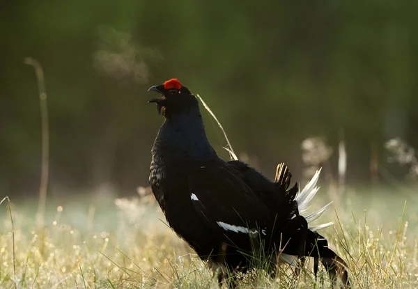 Grouse hitam lekking cantik — Stok Foto