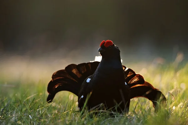 Splendido lekking gallo nero — Foto Stock