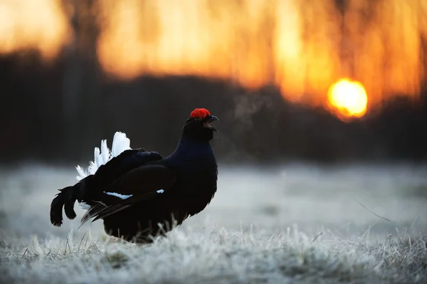 Gorgeous lekking black grouse — Stock Photo, Image