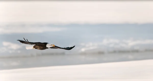 Aquila volante sul fiume innevato . — Foto Stock