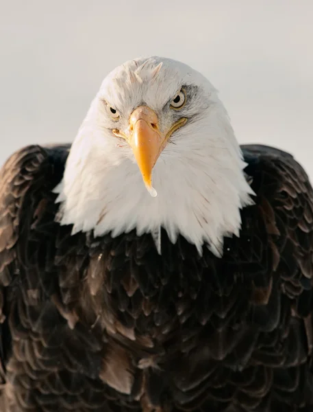 Primer plano Retrato de un águila calva — Foto de Stock