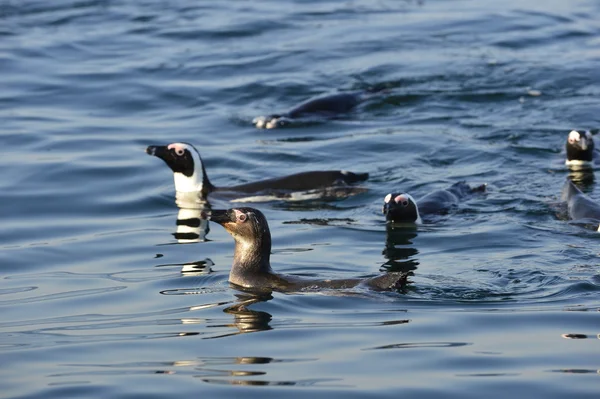 Afrykańskich pingwiny (Spheniscus Demersus) — Zdjęcie stockowe