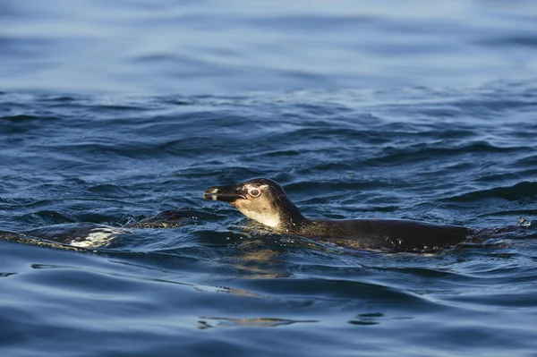 Pingouin africain (Spheniscus demersus)) — Photo