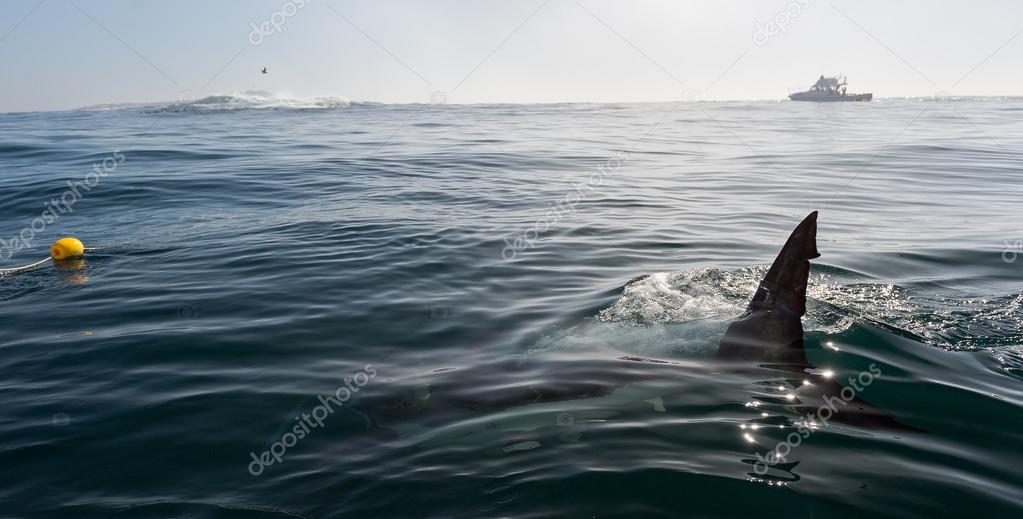 Haifischflosse im Meer - Stockfotografie: lizenzfreie Fotos © ras