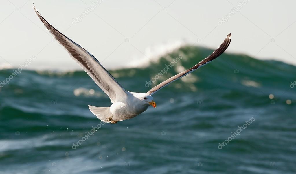 Flying Kelp gull  over the ocean. 