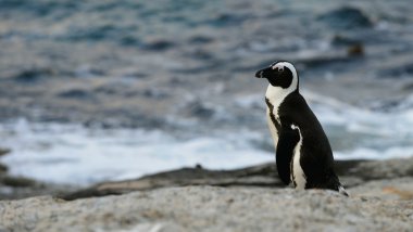  African penguin clipart