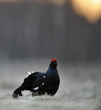 Kara Orman Tavuğu (Tetrao tetrix gündoğumu arka ışık portresi). 