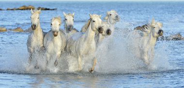 Running White horses clipart