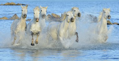 Running White horses clipart